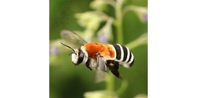 Abeja Chilena