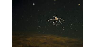 Insectos Acuáticos