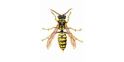 Plagas de Insectos