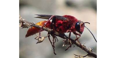 Avispa Chilena