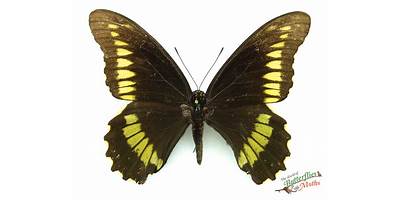 Papilio, Batus
