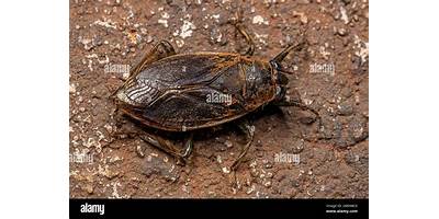 Chinche de agua gigante