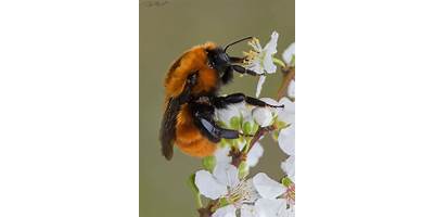 Bombus dahlbomii