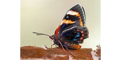 Mariposa del Chagual