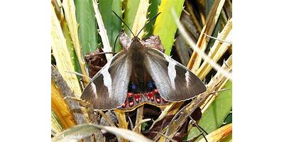Castnia psittacus