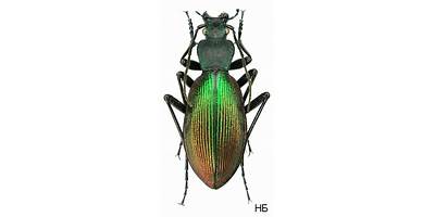 Ceroglossus chilensis