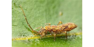 Insecto más pequeño de Chile