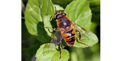 Mosca abeja