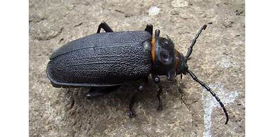 Escarabajo Chileno