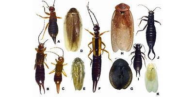 Especie 1
