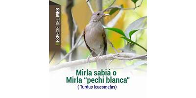 Especie 1