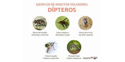 Especie 1