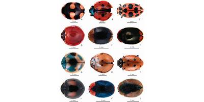 Especie 2