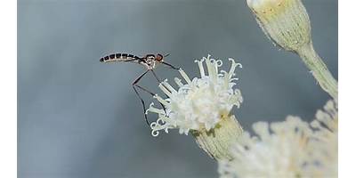 Especie 3
