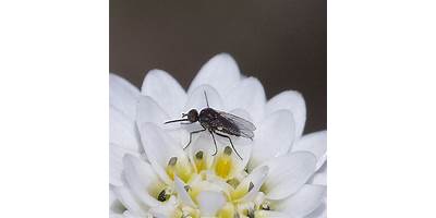 Especie 3