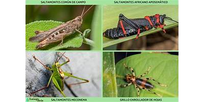 Especie 3