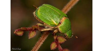 Pololo verde