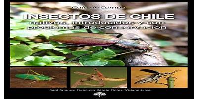 Imágenes de Insectos de Chile