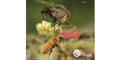 Insectos Nativos