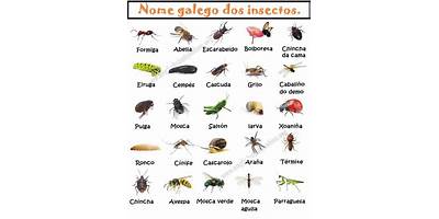 Listado Completo de Insectos de Chile