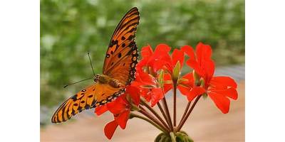 Mariposas urbanas Santiago