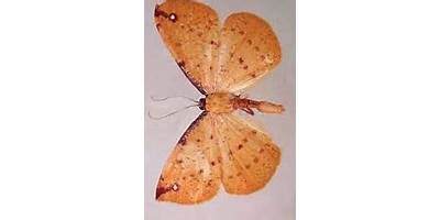 Polilla amarilla