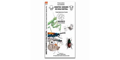 Nombres de Insectos de Chile