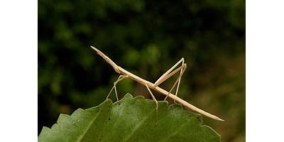 Insectos de Jardín