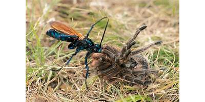 Avispón, pájaro gallo, pepsis