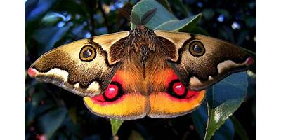 Mariposa de cuatro ojos