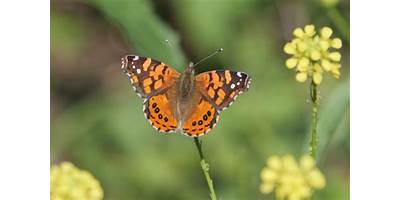 Mariposa colorada común